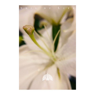 [Single] 東京事変 (Tokyo Jihen) – 命の帳 [FLAC + MP3 320 / WEB]