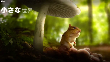 [ドラマ] 小さな世界 シーズン2 全6話 (2021) (WEBDL 4K)