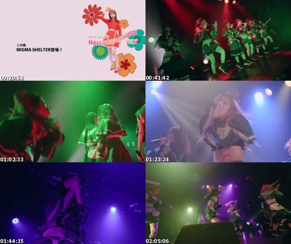 [TV-Variety] Migma Shelter – Tamane Birthday Rave – HALLUCINORANGE vol.2 (2021.04.04)