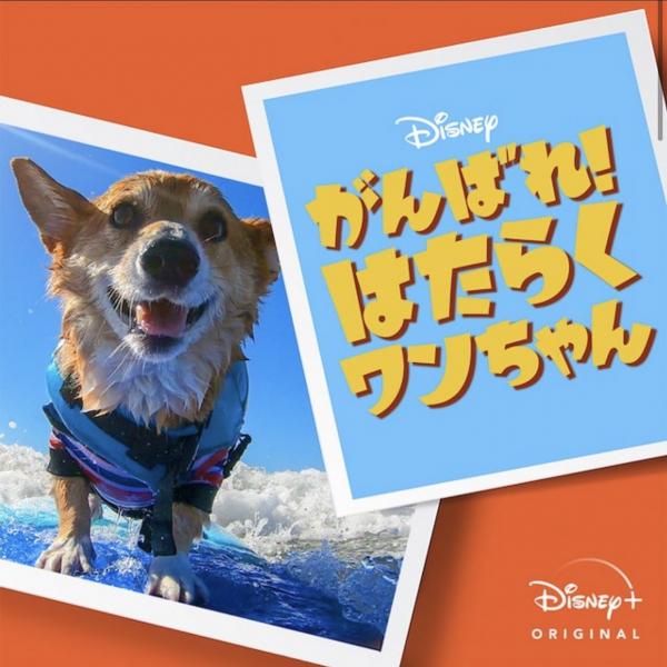 [ドラマ] がんばれ！ はたらくワンちゃん 第1シーズン 全10話 (2021) (WEBRIP)