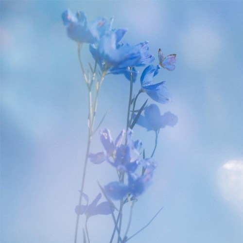 [Single] 佐藤千亜妃 (Chiaki Sato) – 花曇り [FLAC / WEB] [2023.04.03]