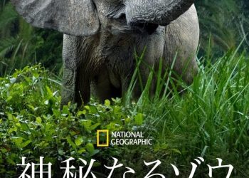 [ドラマ] 神秘なるゾウの愛と知性の物語 第1シーズン 全4話 (2023) (WEBRIP)