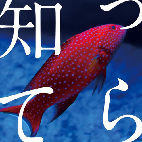 [Single] 忘れらんねえよ – 知ってら / Wasureranneyo – Shiterra (2023.04.21/MP3/RAR)