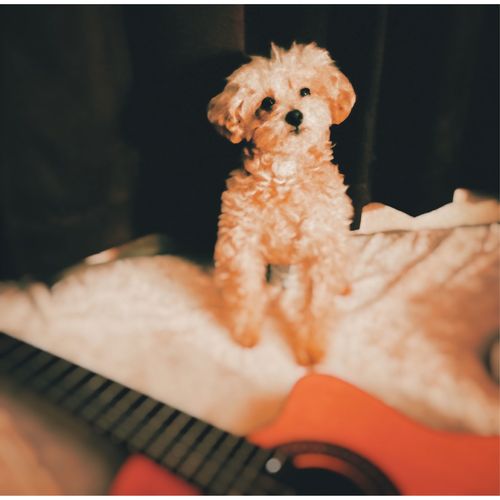 [Single] みゆな – my life (Sing for you ver.) (2023.04.24/MP3/RAR)
